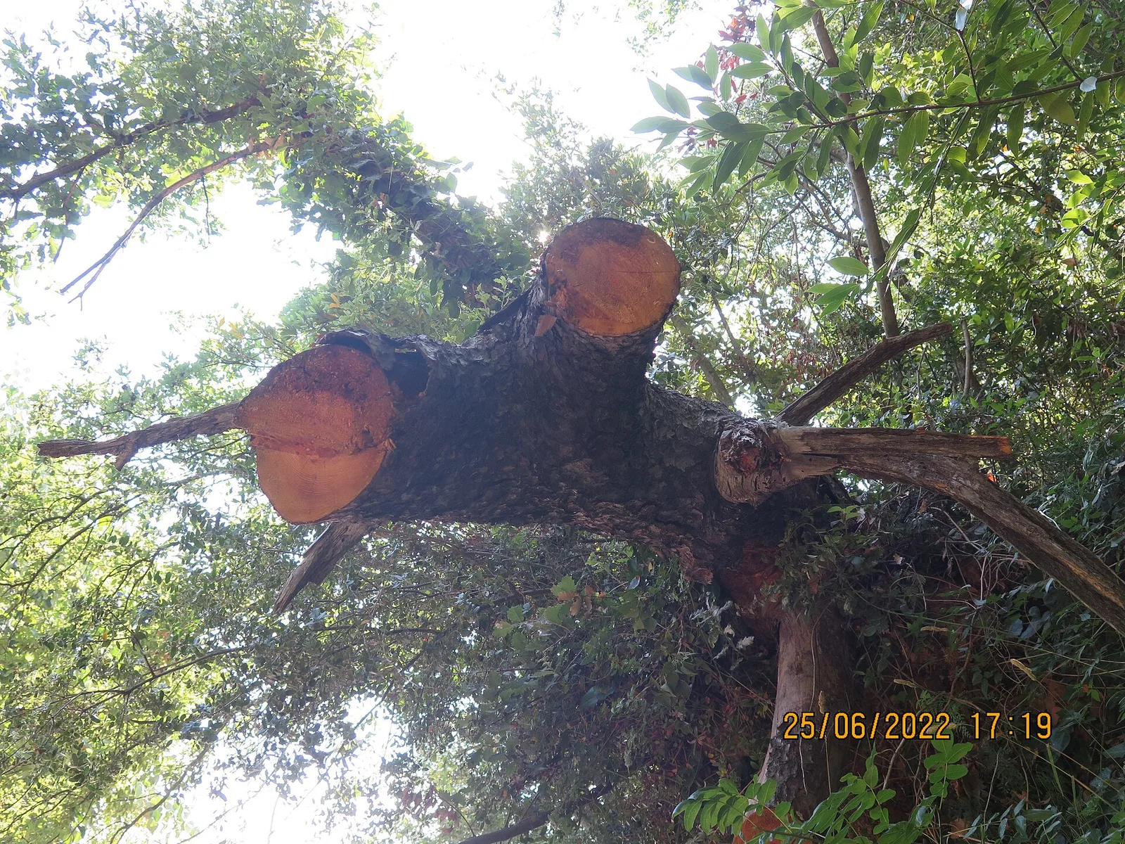 Mihrabat