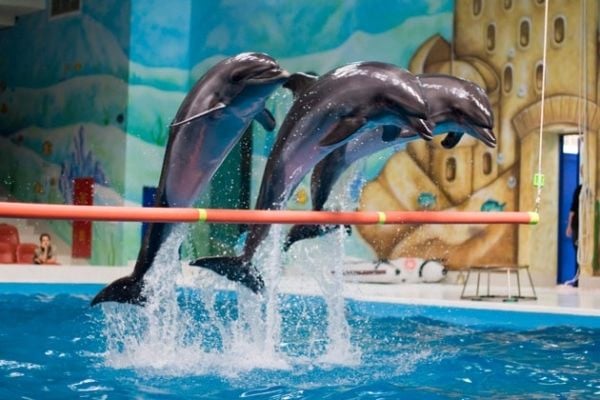 Istanbul Dolphinarium - Service banner image