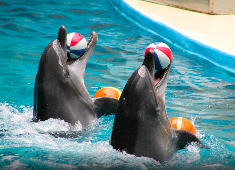 Istanbul Dolphinarium - Photo 2