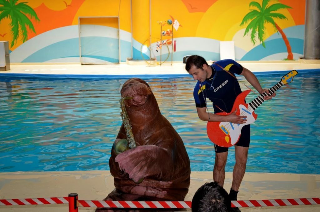 Istanbul Dolphinarium - Photo 3