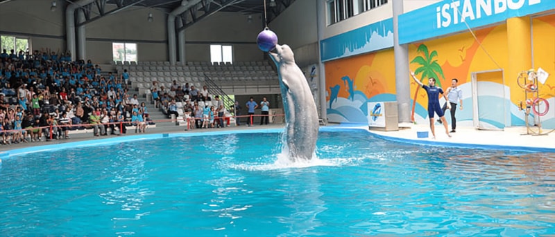 Istanbul Dolphinarium - Photo 4