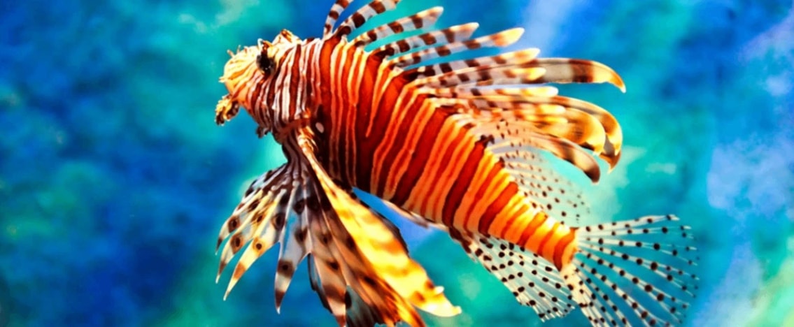 Istanbul Aquarium - Photo 9