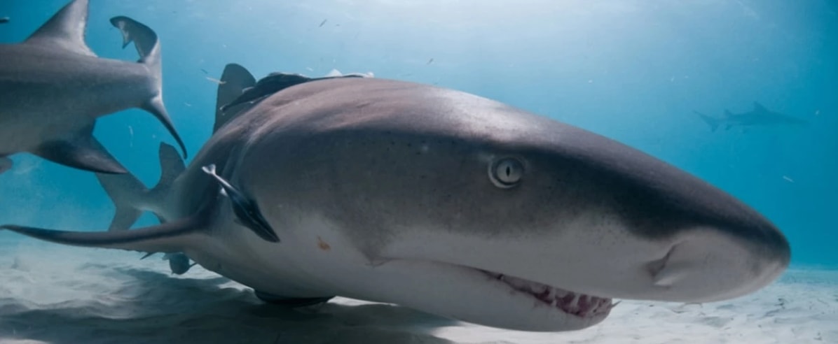 Istanbul Aquarium - Photo 8