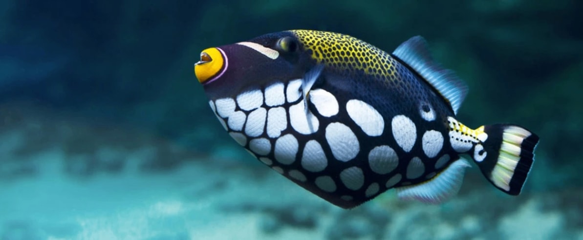 Istanbul Aquarium - Photo 7