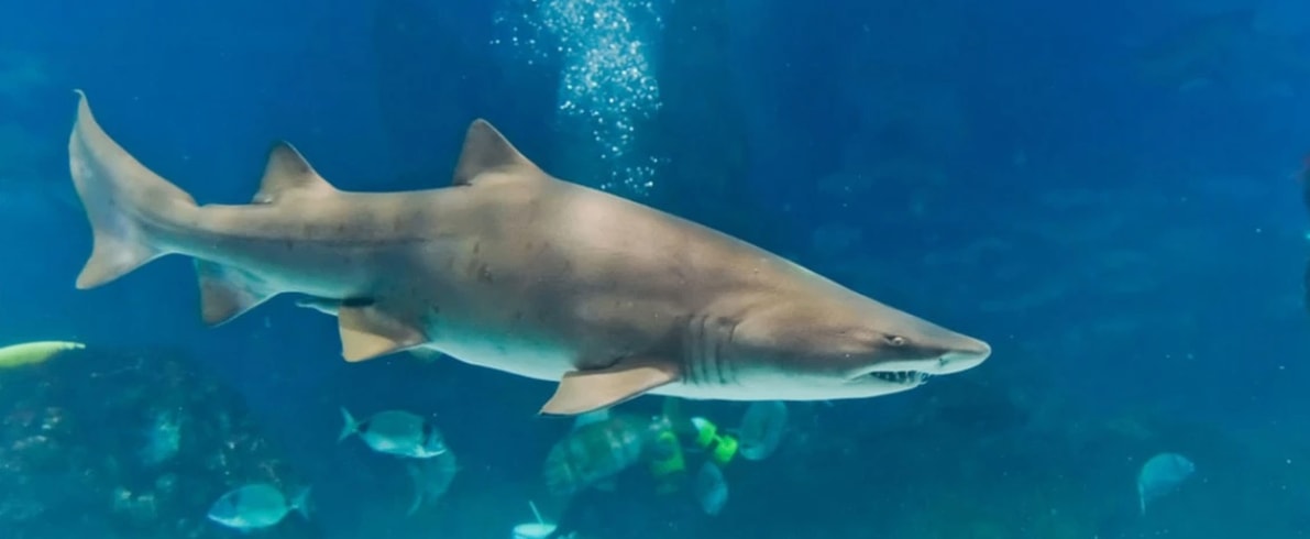 Istanbul Aquarium - Photo 10