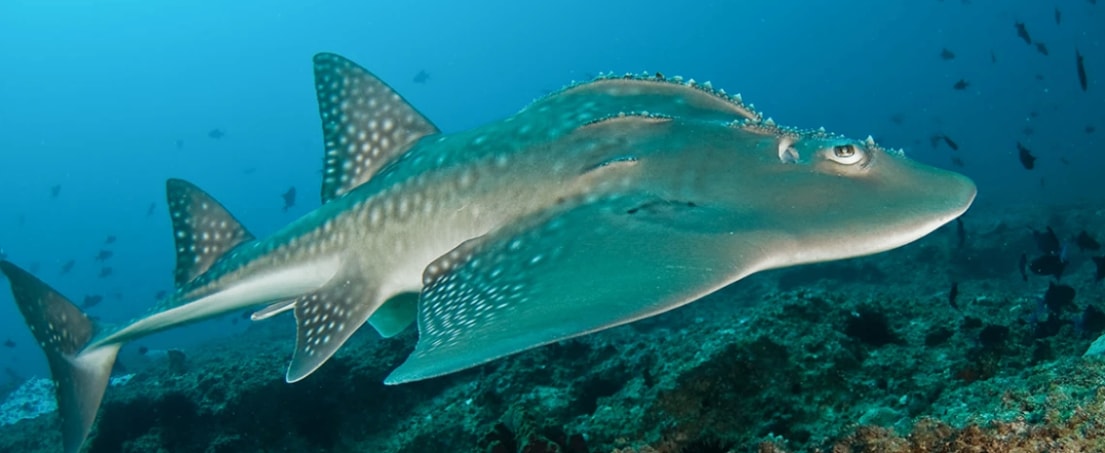 Istanbul Aquarium - Photo 5