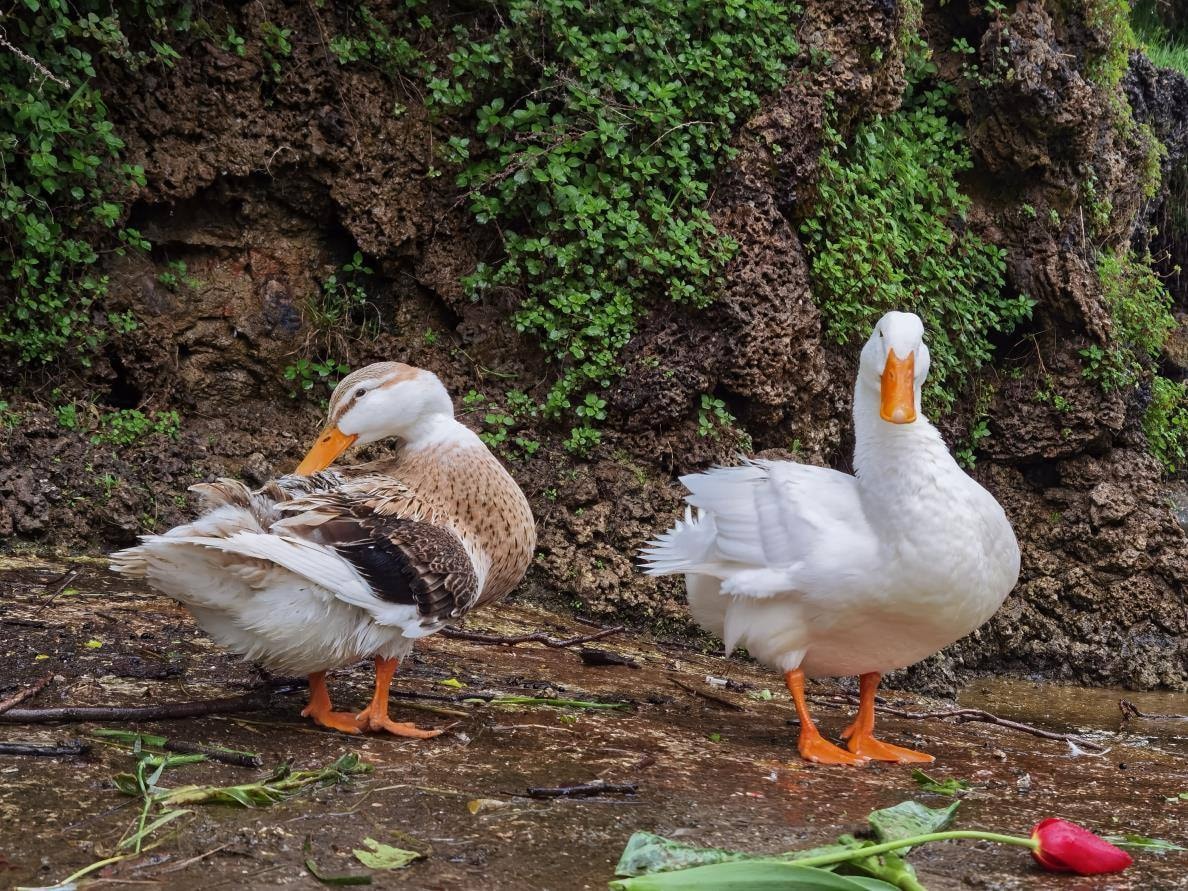 EMIRGAN Park - Photo 8