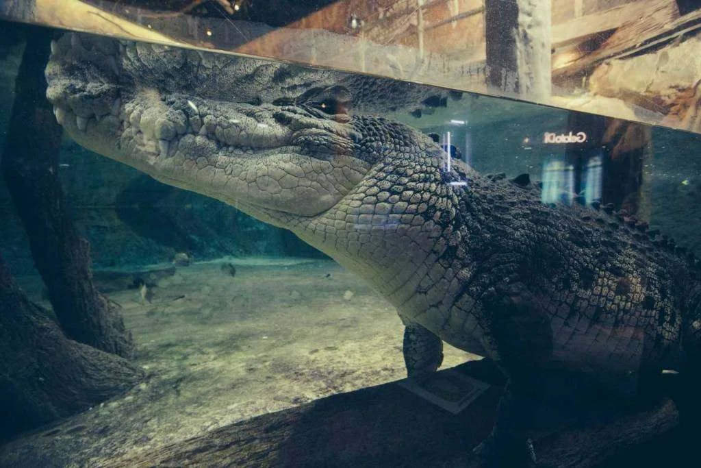 EMAAR Aquarium Istanbul - Photo 5