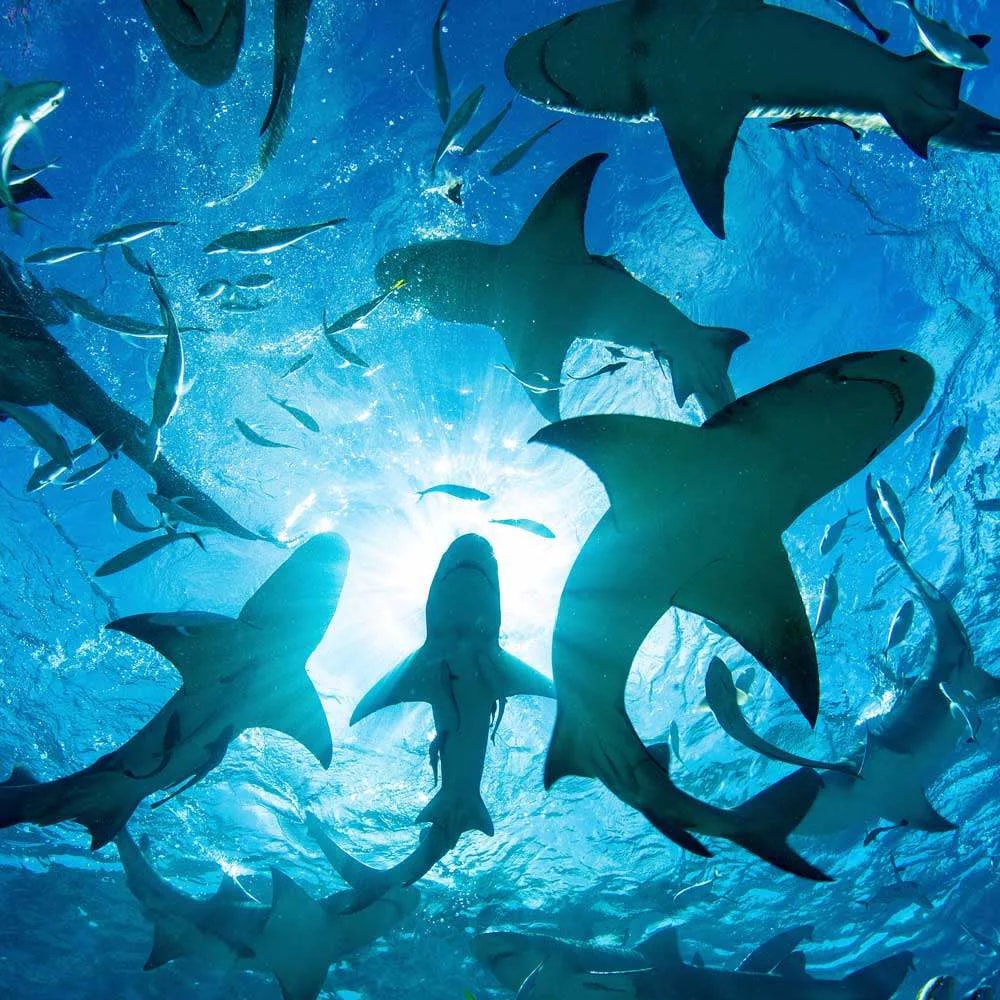 EMAAR Aquarium Istanbul - Photo 6