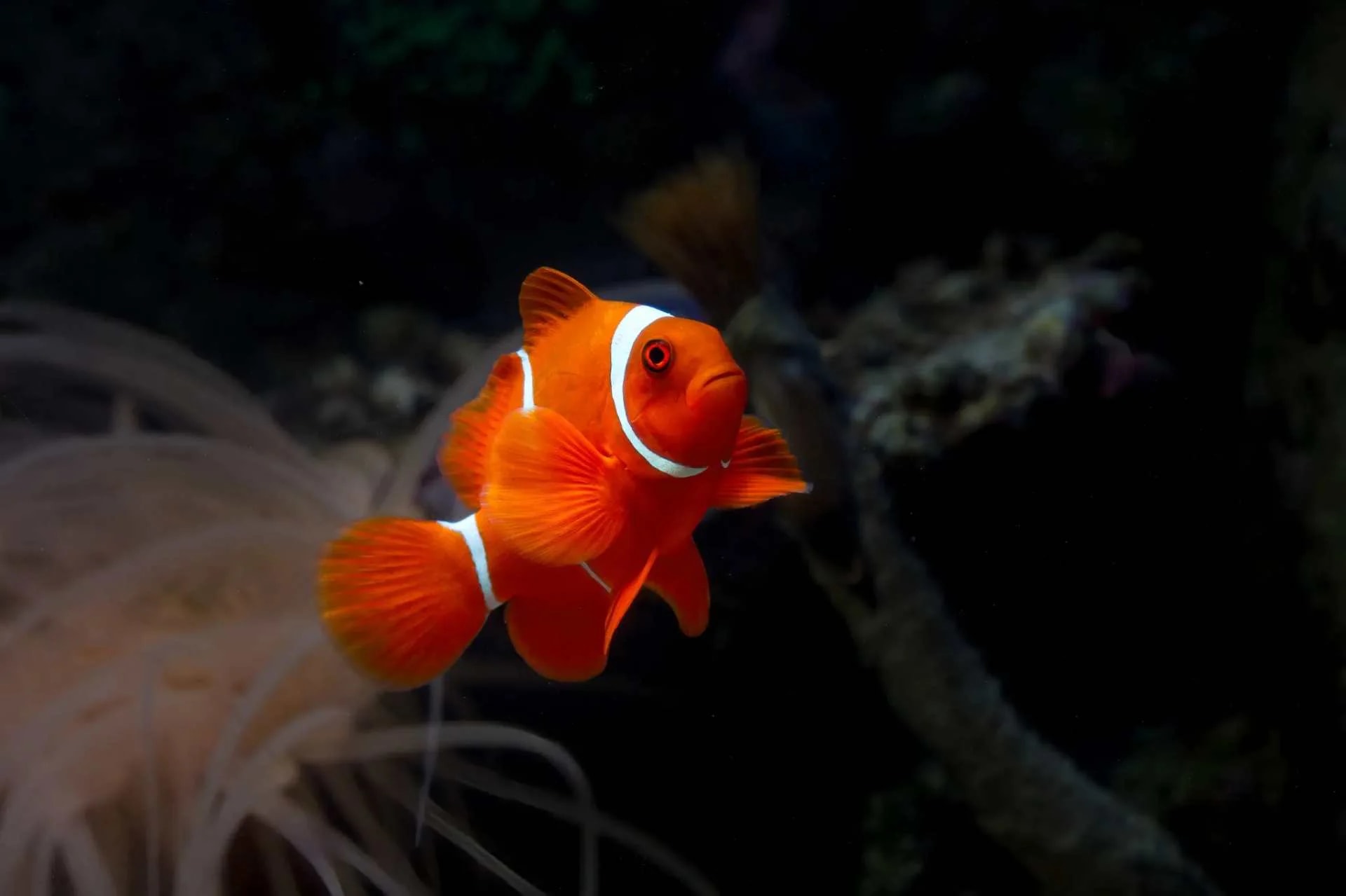 EMAAR Aquarium Istanbul - Photo 4