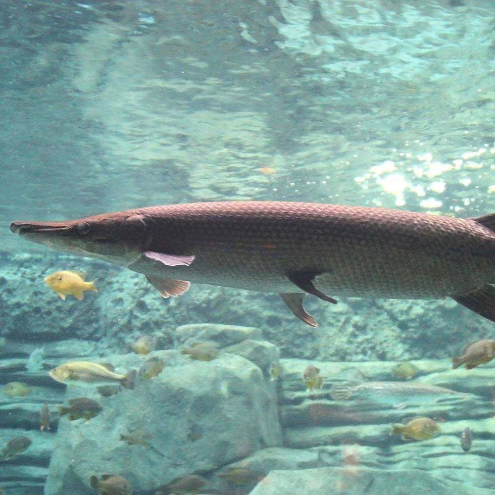 EMAAR Aquarium Istanbul - Photo 7