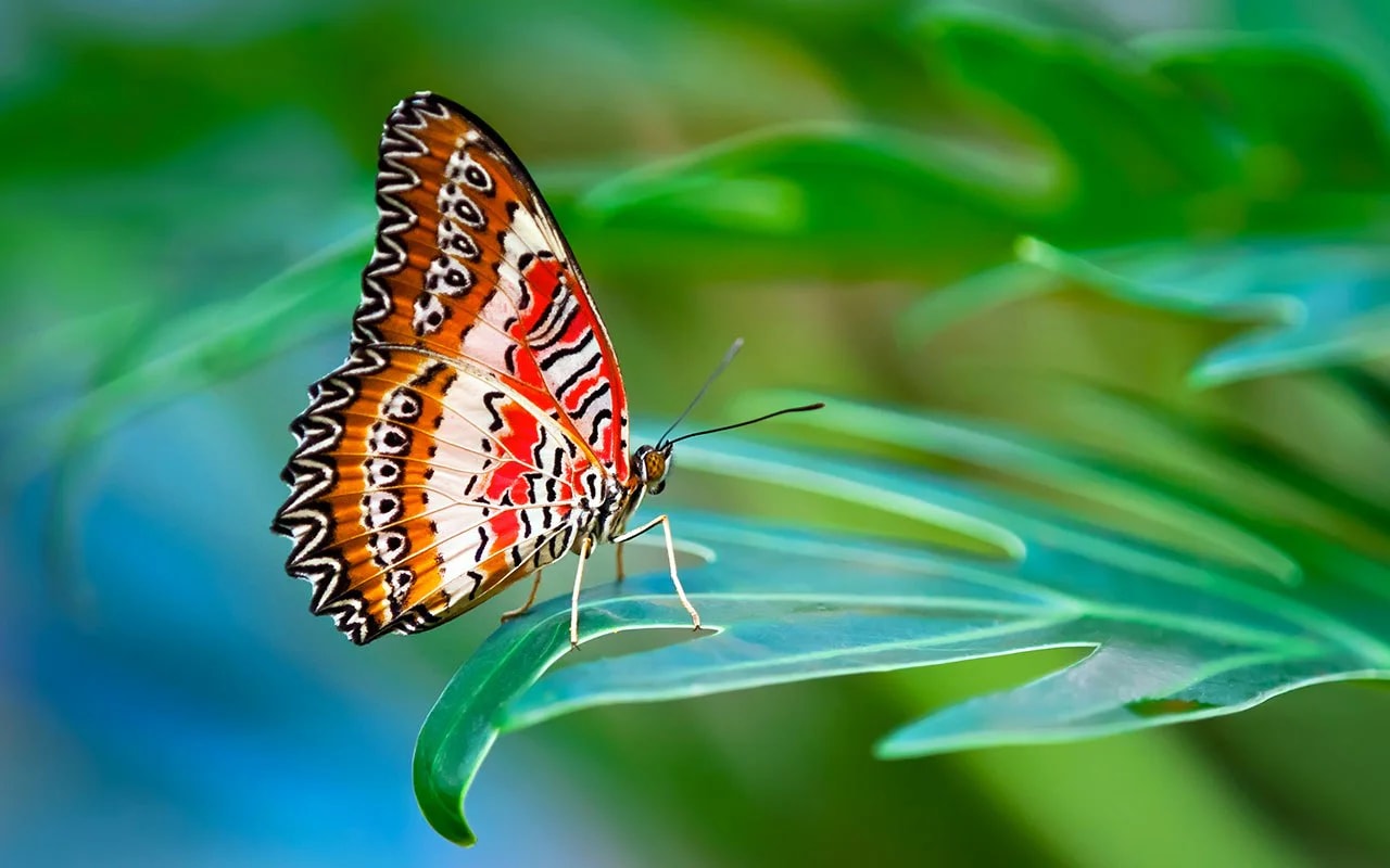 Istanbul Butterfly Farm - Photo 2
