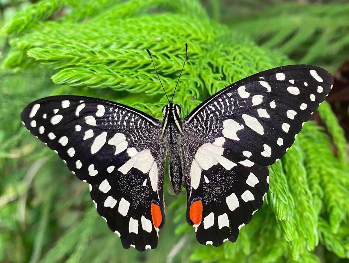 Istanbul Butterfly Farm - Photo 7
