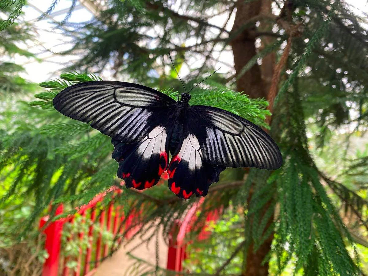 Istanbul Butterfly Farm - Photo 8