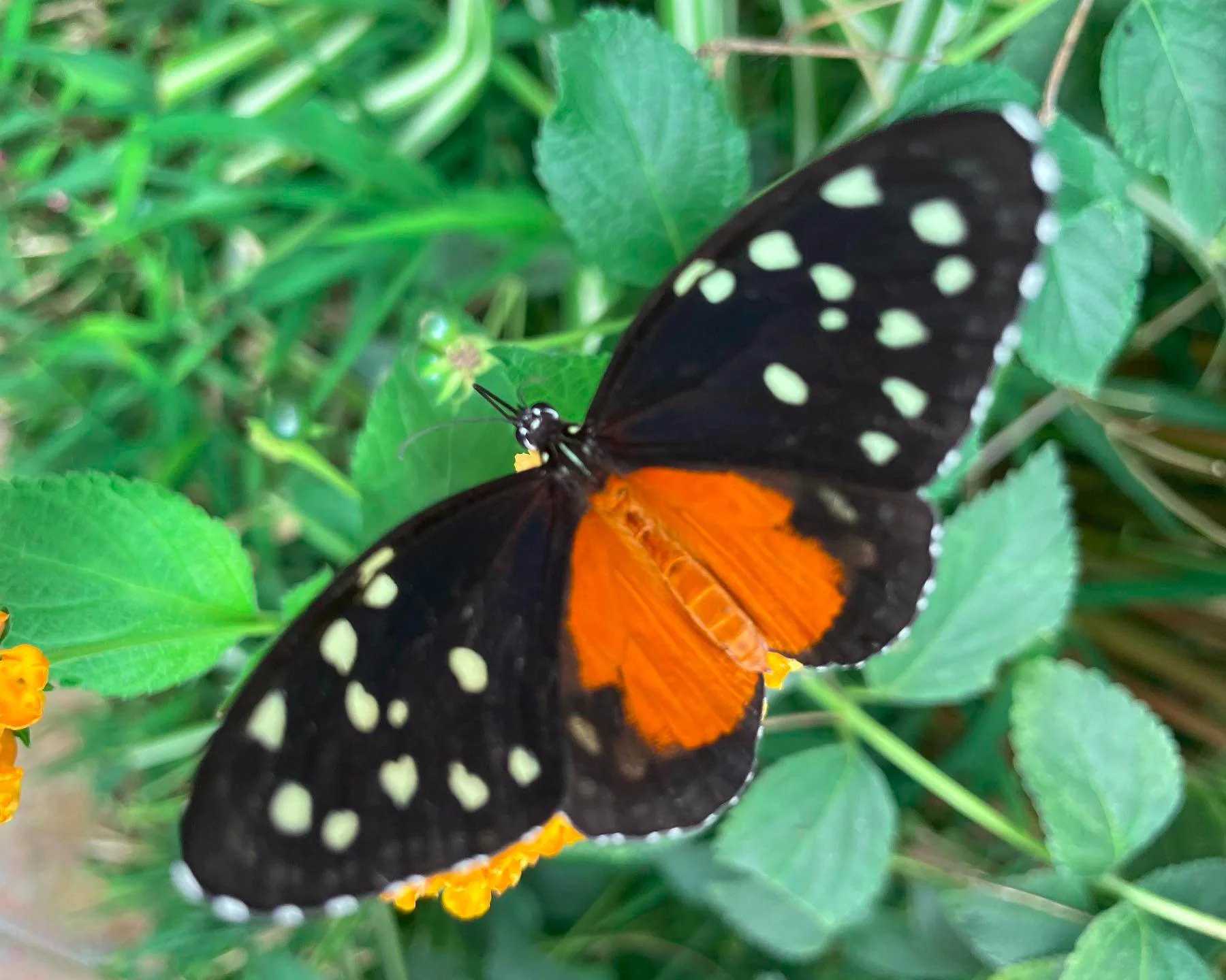 Istanbul Butterfly Farm - Photo 4