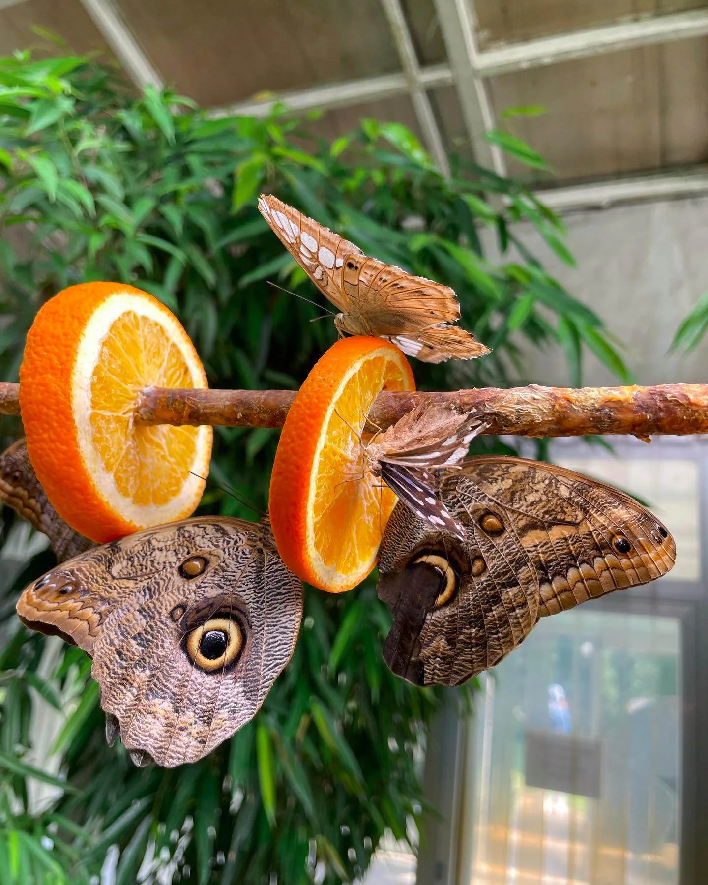 Istanbul Butterfly Farm - Photo 3