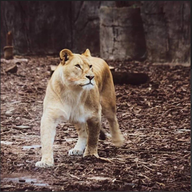 ASLAN Park (Istanbul) - Photo 6