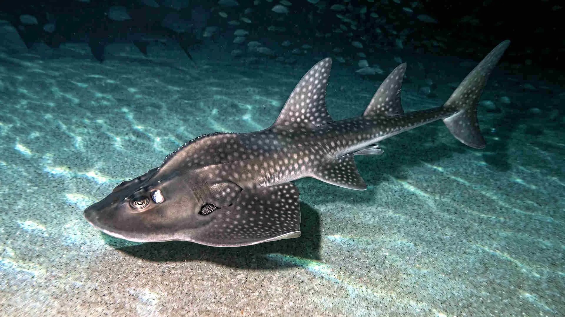 ViaSea Aquarium