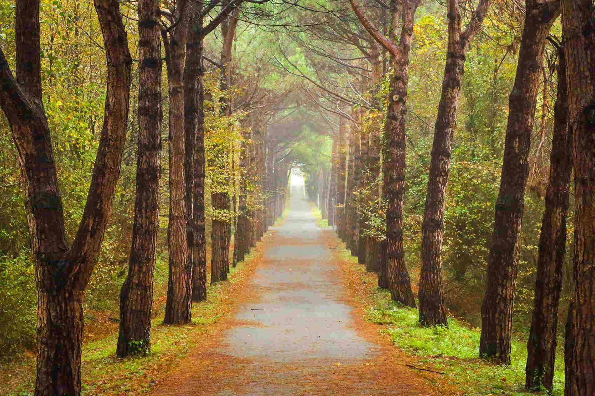 Ataturk Arboretum - Photo 4