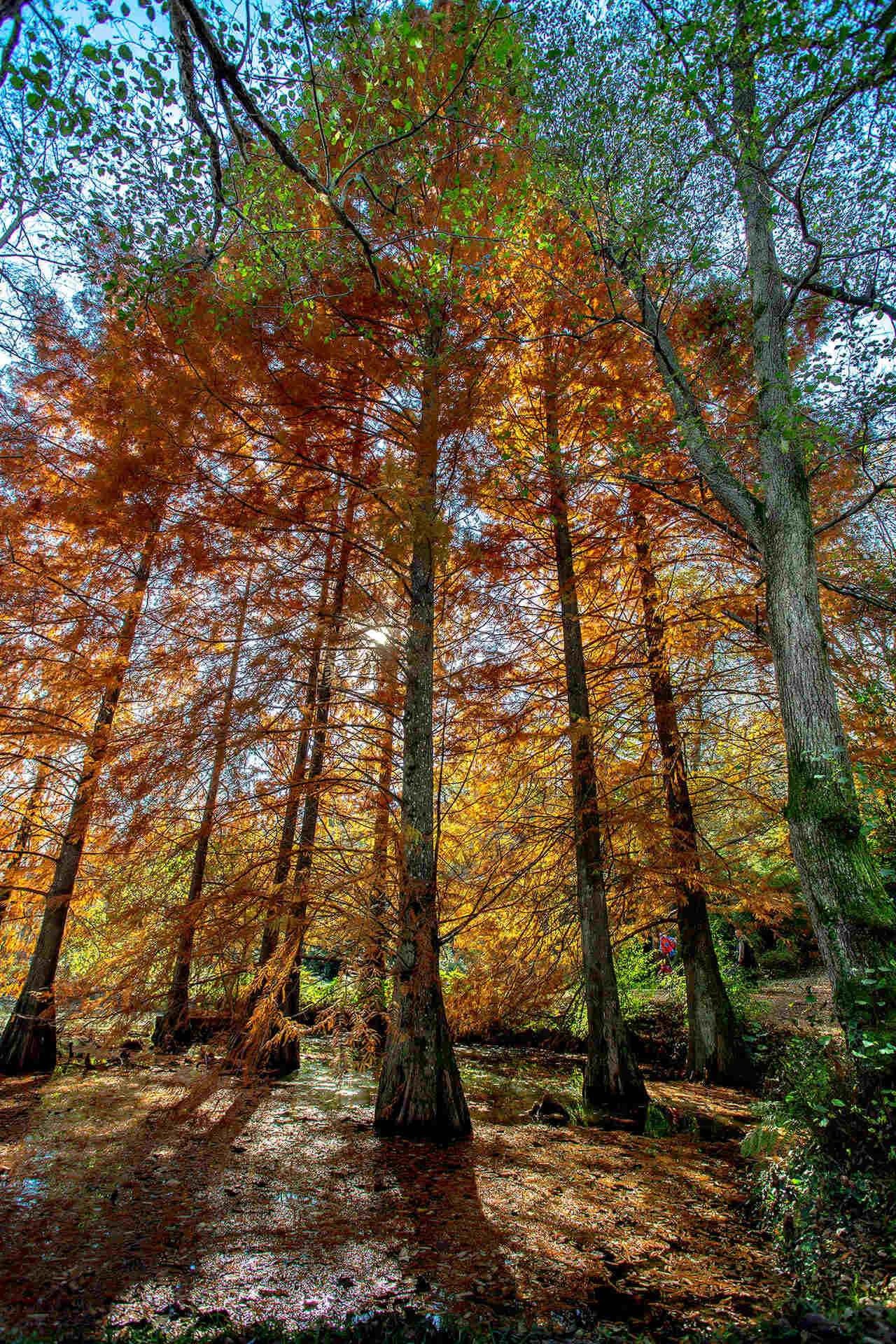 Ataturk Arboretum - Photo 5