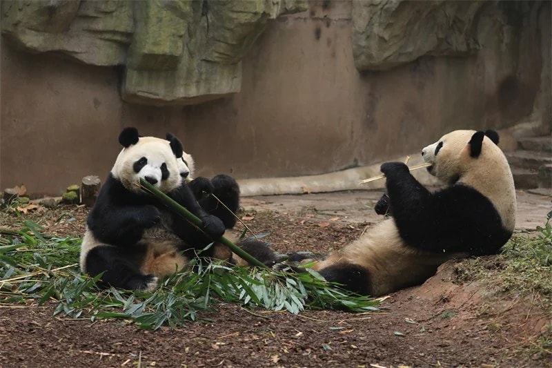 Chengdu Research Base of Giant Panda Breeding - Photo 3