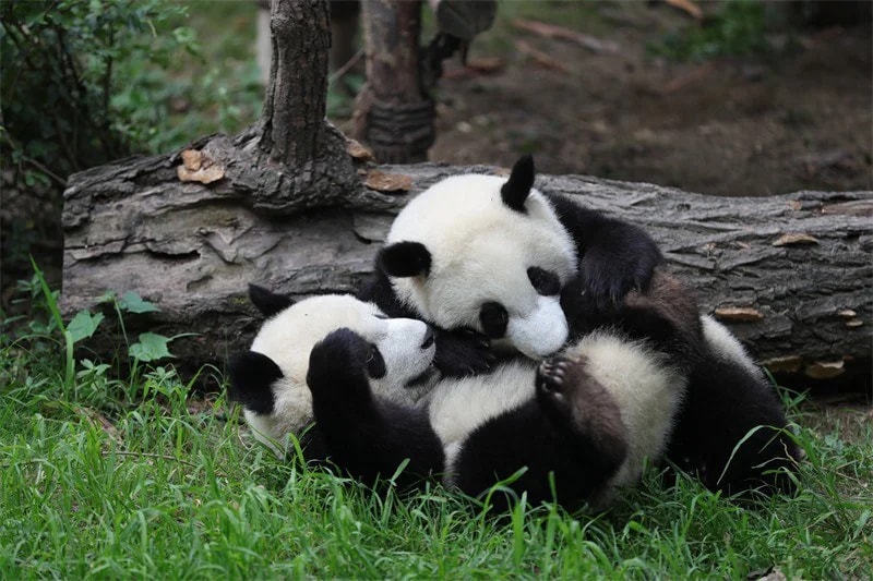 Chengdu Research Base of Giant Panda Breeding - Photo 5