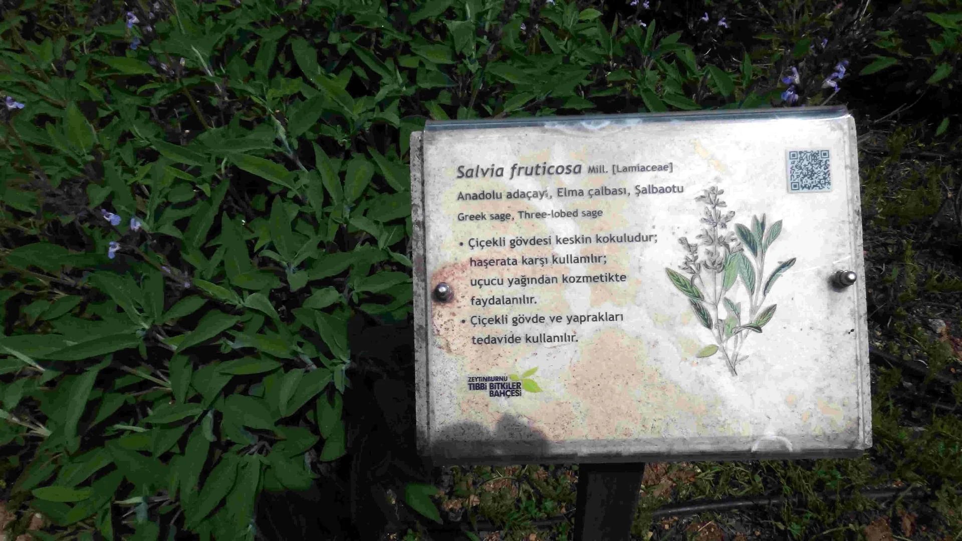 Jardin des Plantes Médicinales de Zeytinburnu - Photo 12