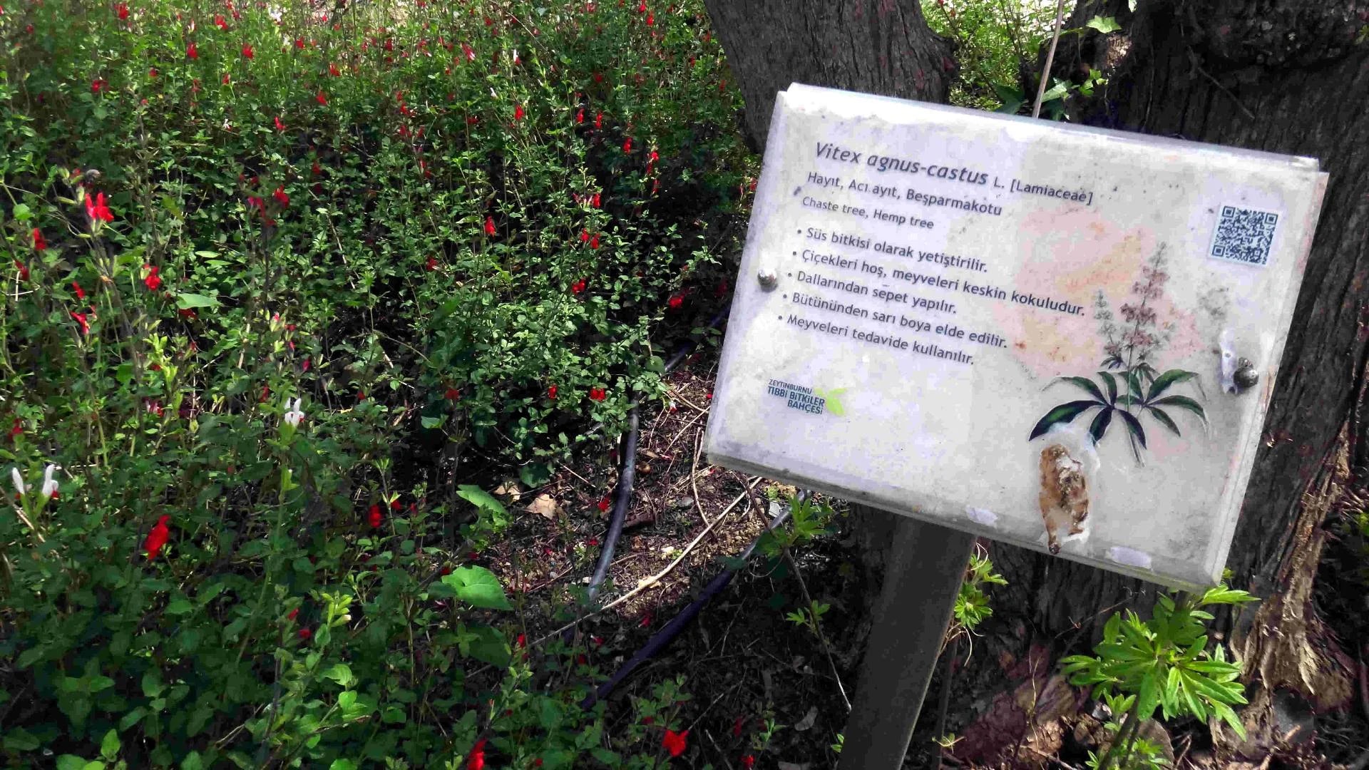 Jardin des Plantes Médicinales de Zeytinburnu - Photo 13