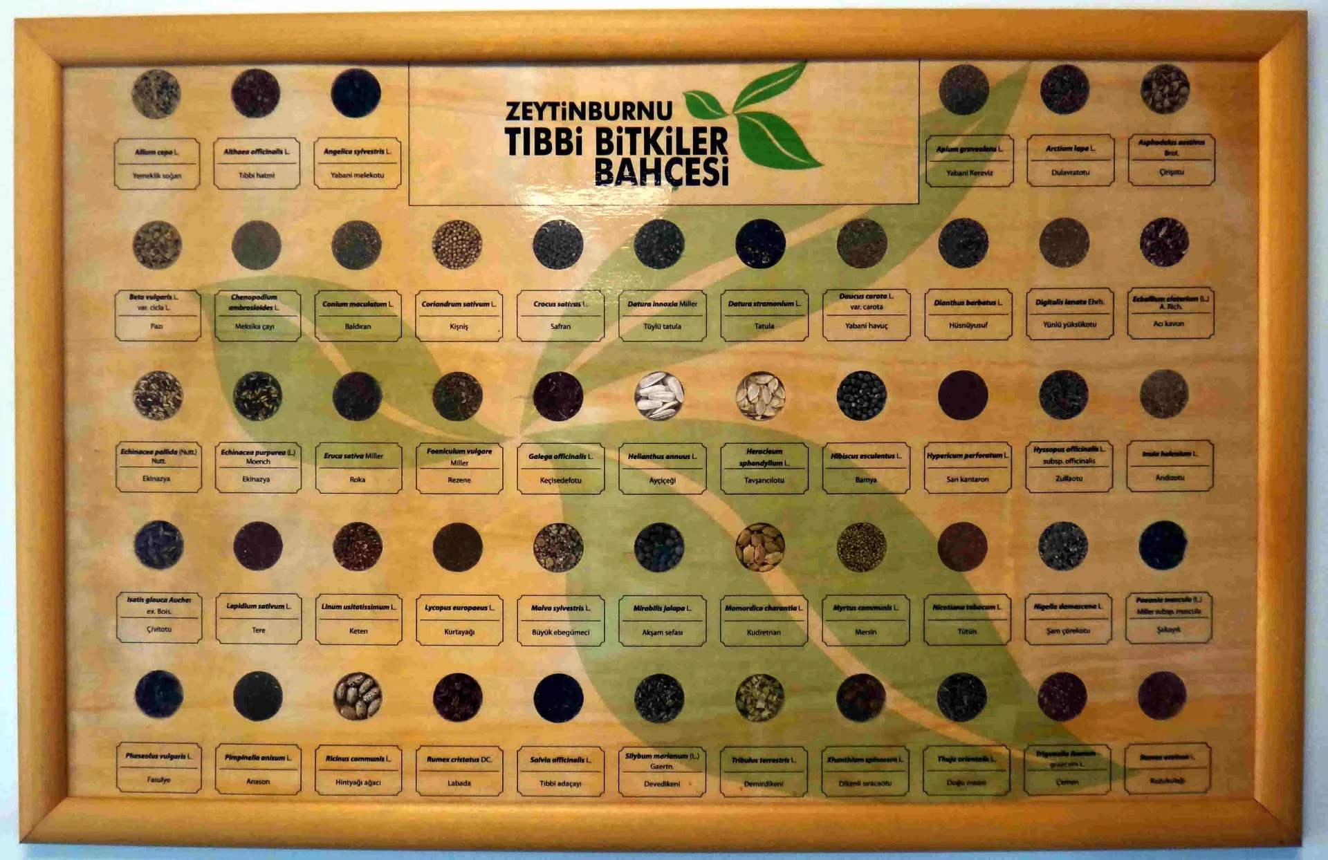 Jardin des Plantes Médicinales de Zeytinburnu - Photo 17