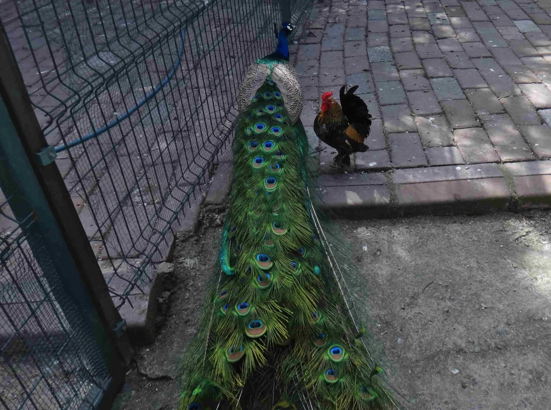 Jardin des Plantes Médicinales de Zeytinburnu - Photo 23
