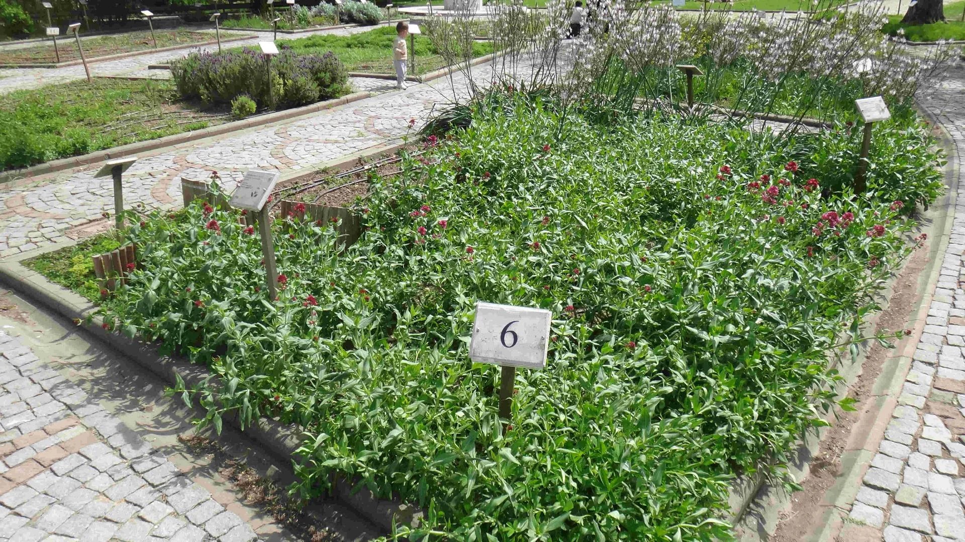Jardin des Plantes Médicinales de Zeytinburnu - Photo 11