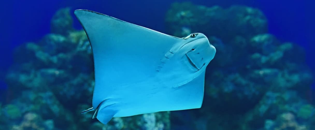 Istanbul Aquarium