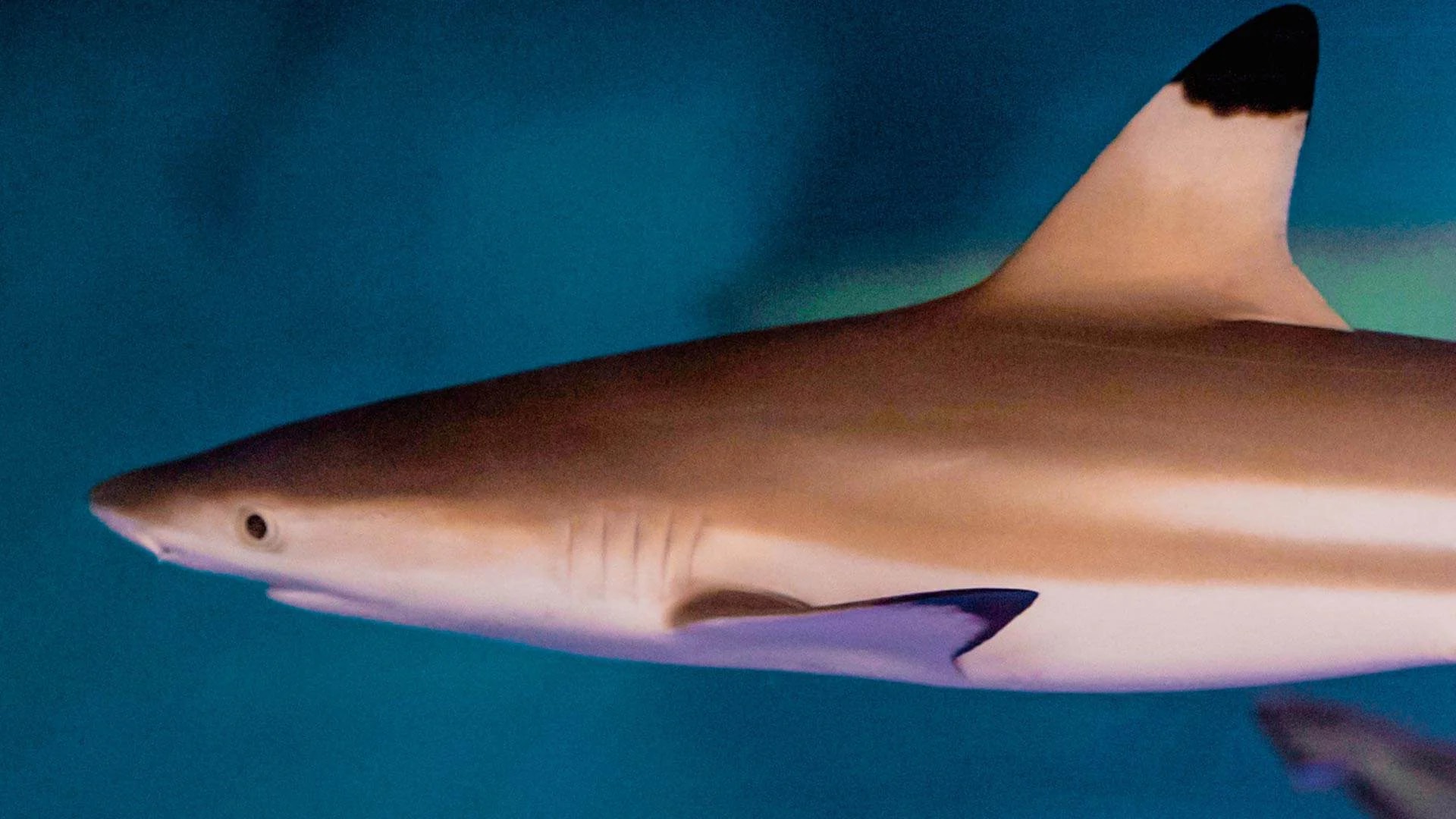 ViaSea Aquarium - Photo 3
