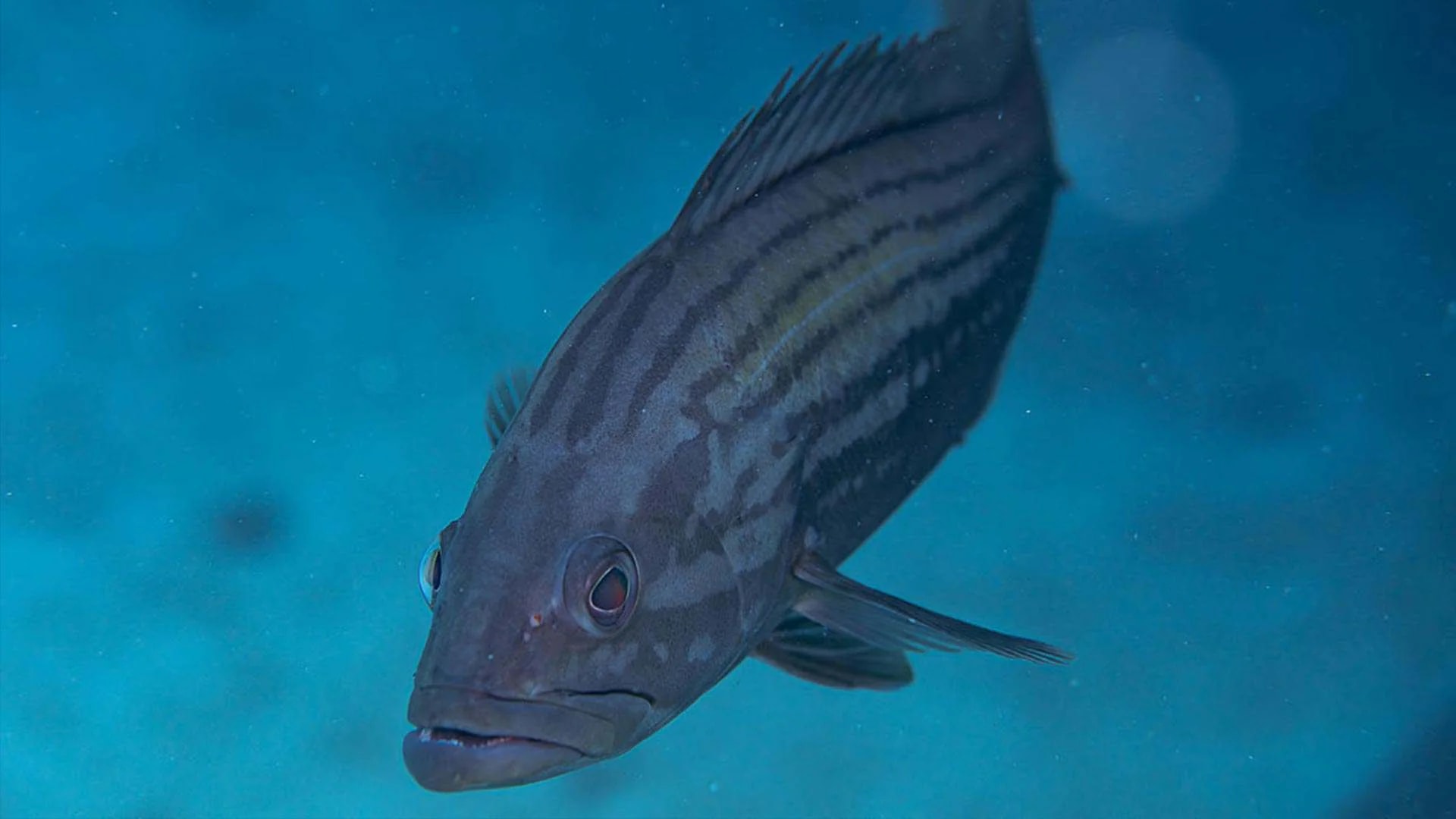 ViaSea Aquarium - Photo 9