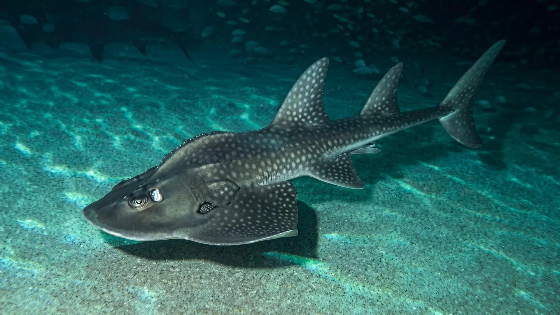 ViaSea Aquarium - Photo 8