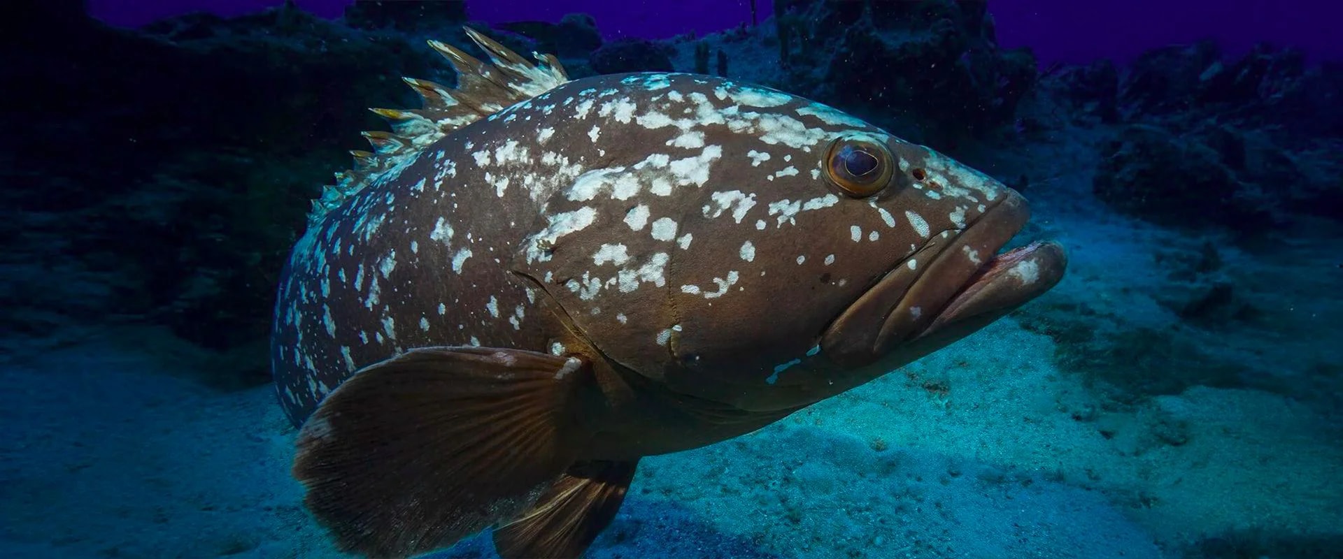 ViaSea Aquarium - Photo 12
