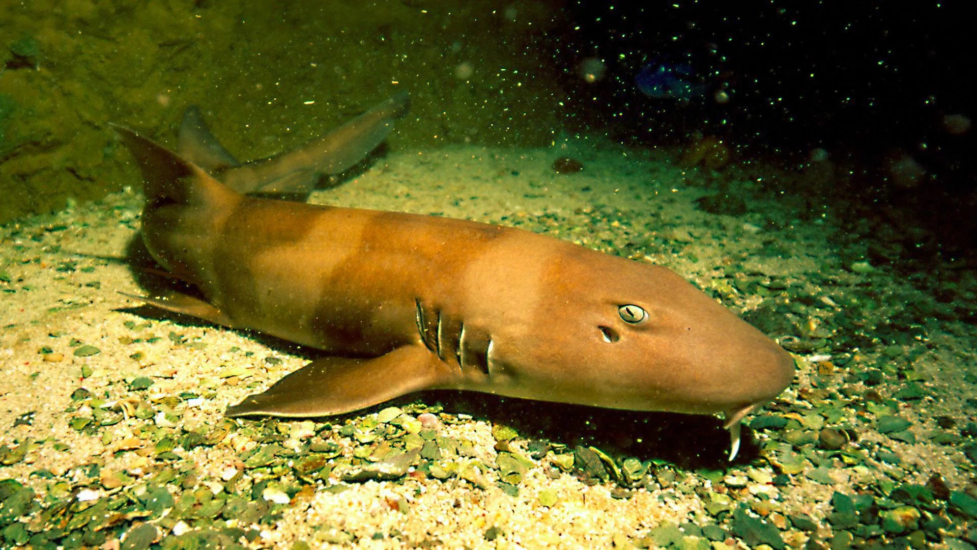 ViaSea Aquarium - Photo 13