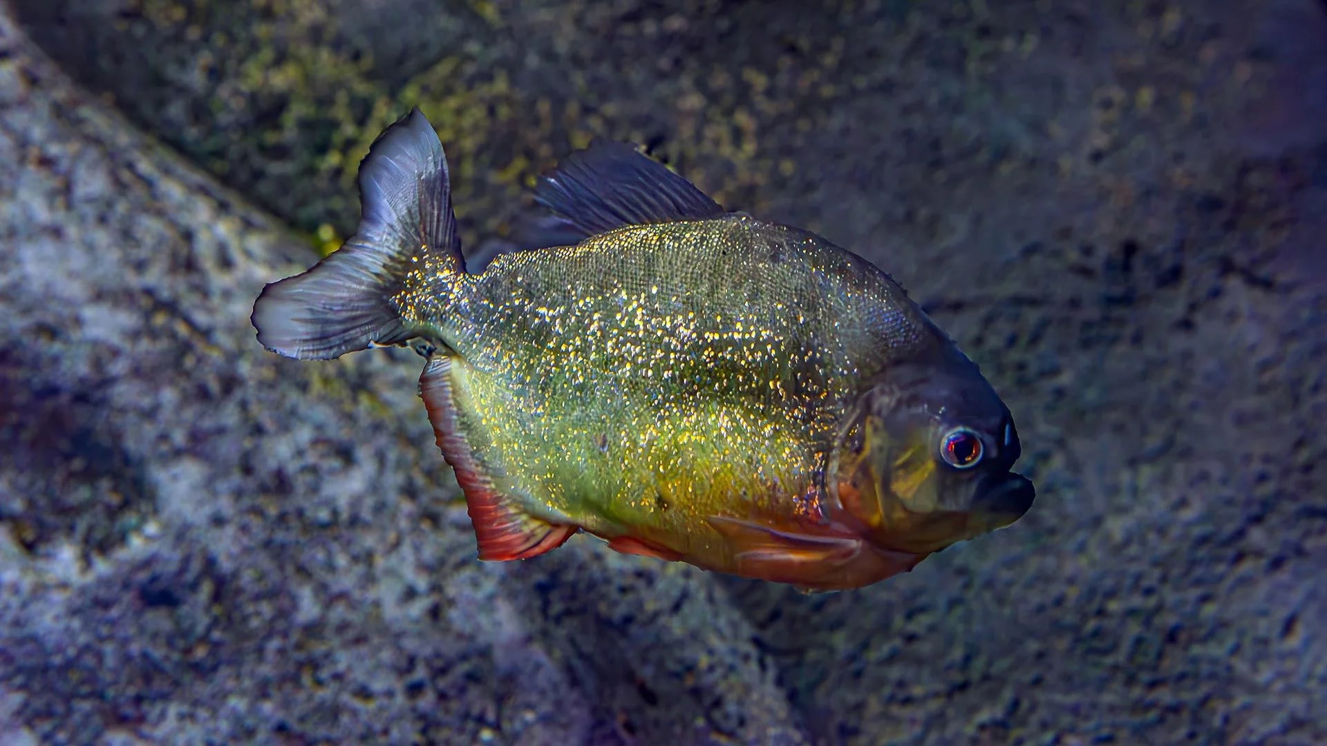 ViaSea Aquarium - Photo 14